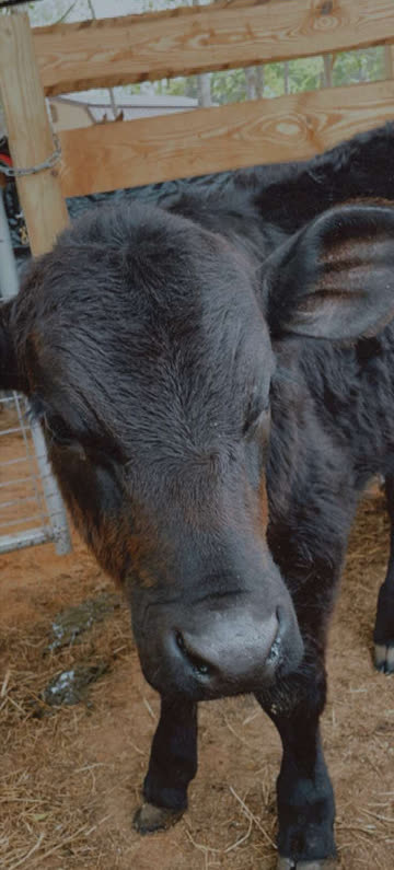 A dark calf in a wooden stall