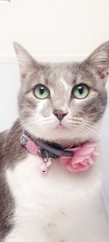 A grey and white cat wearing a pink flower collar