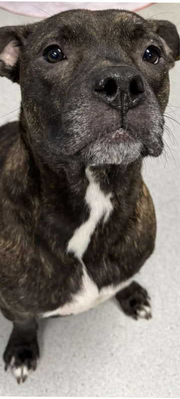 A brindle dog sitting patiently in the exam room