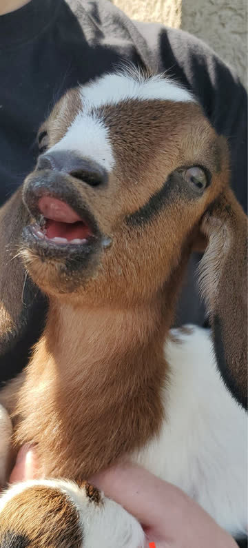 A young goat mid-bleat being held by a staff member