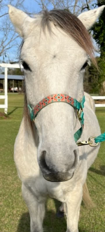 A grey horse in a teal halter looking into the camera at the clinic