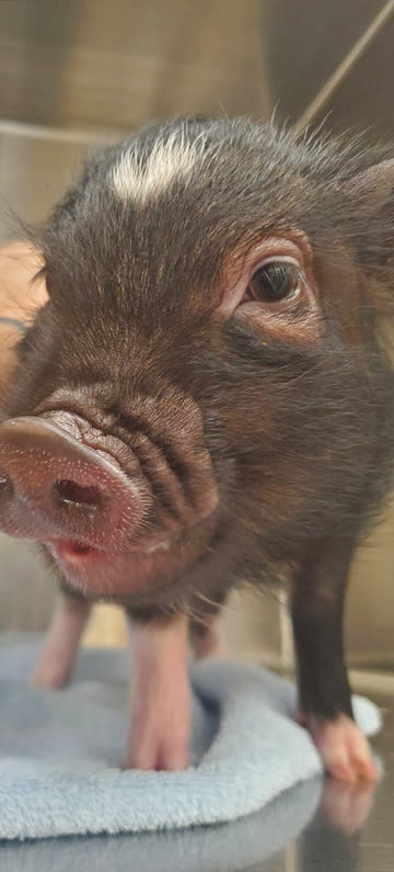 A mini pig standing on a towel in the clinic